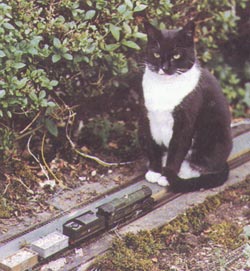 Jimmy the Railway Cat