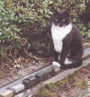 Jimmy the Railway Cat