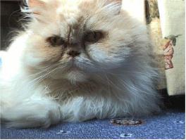 Rosie